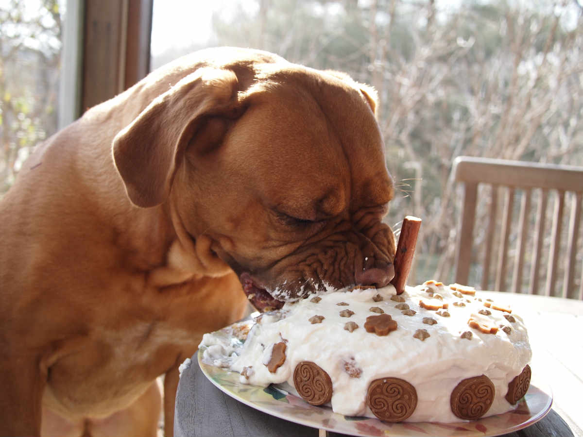 dog eating cake