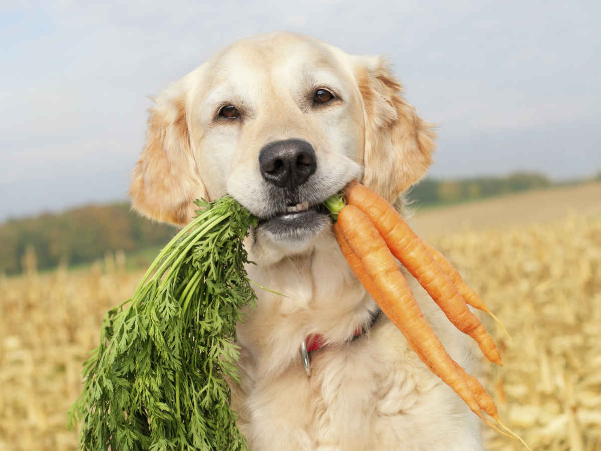 dog eating carrot