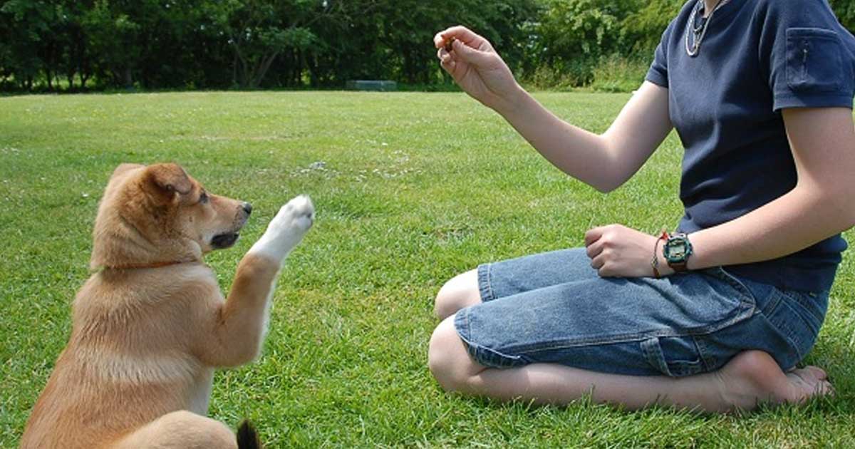 dog communicating