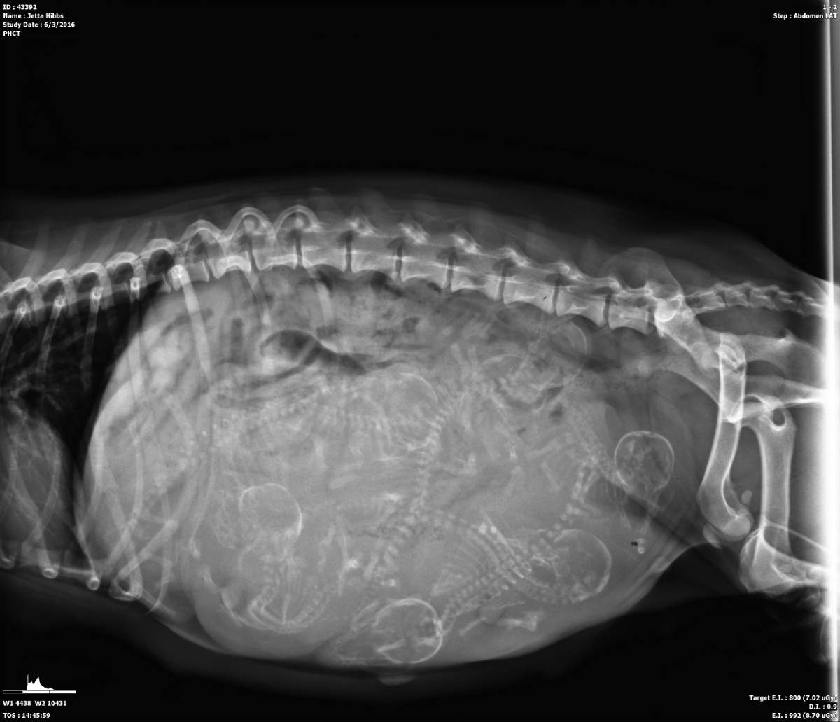 cane x ray