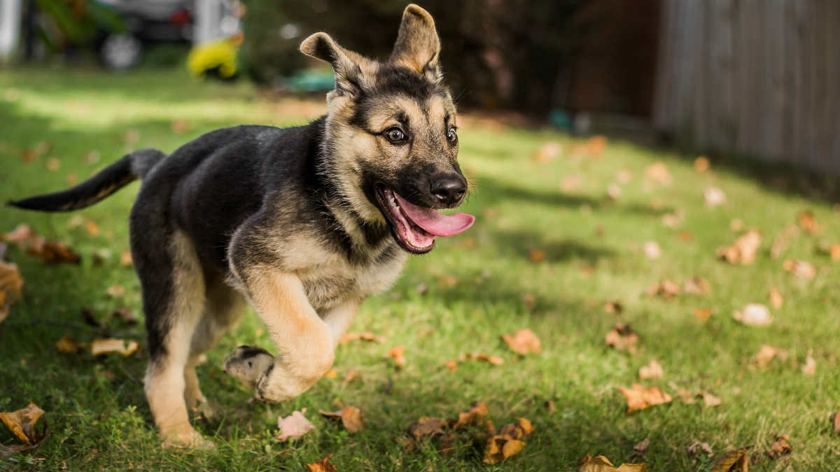 german shepherd active