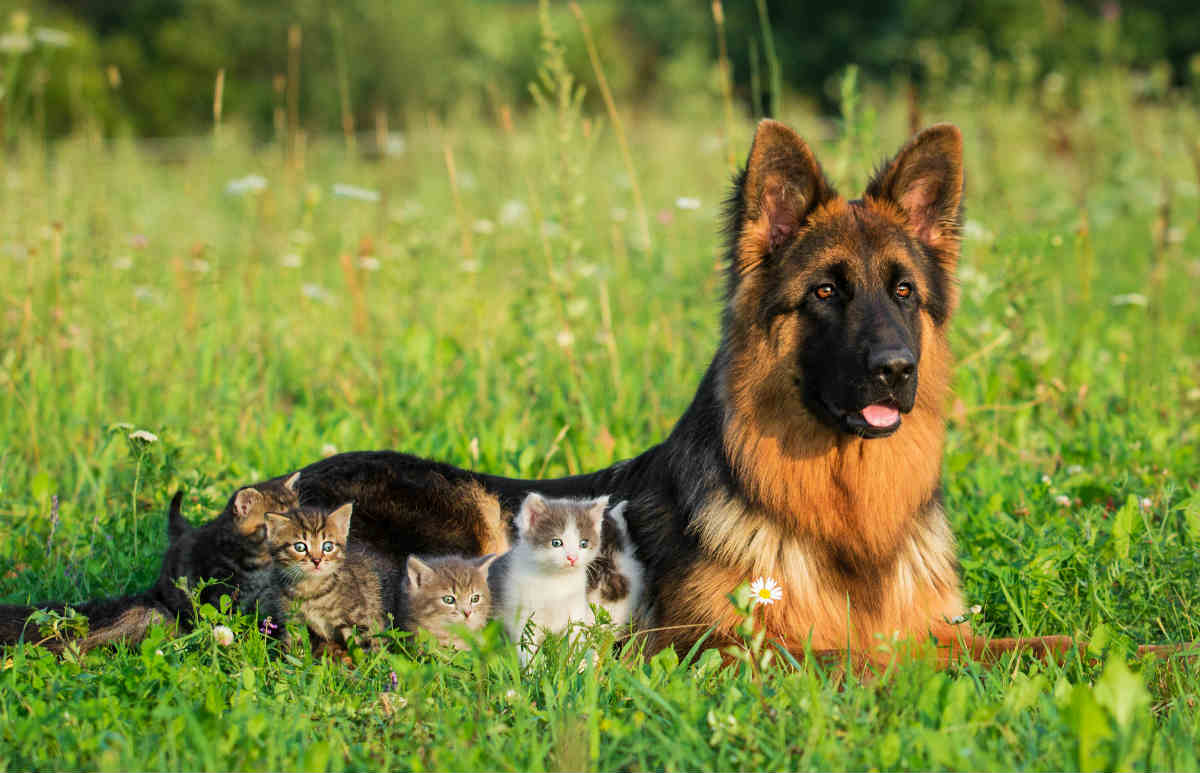 german shepherd and cat