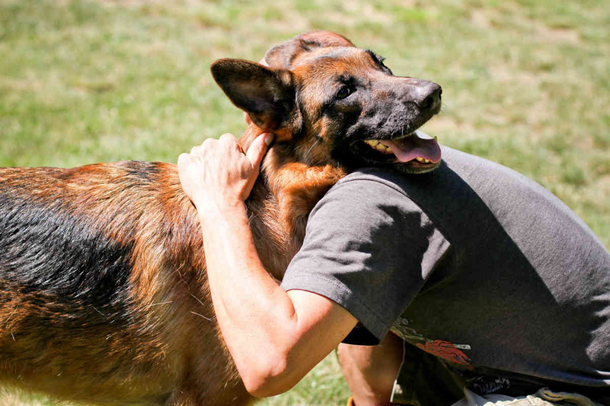 german shepherd and his owner