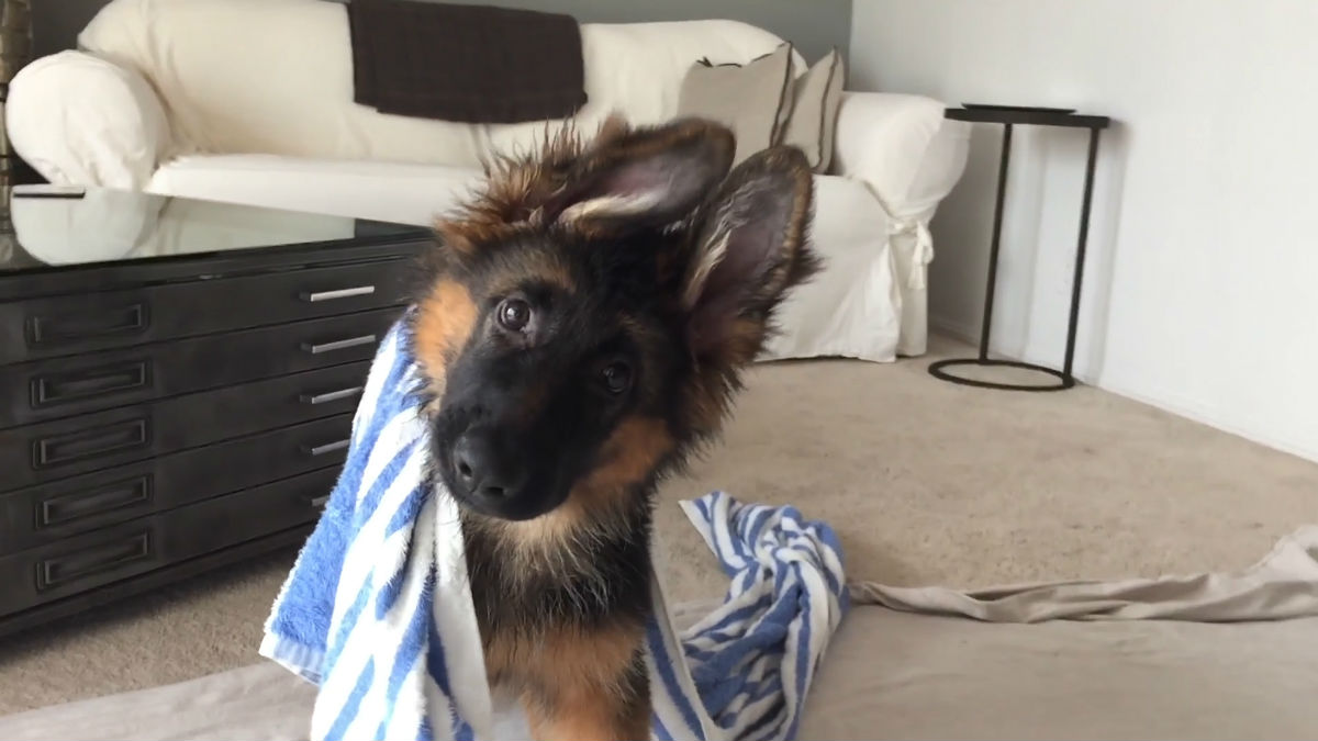 german shepherd bathing