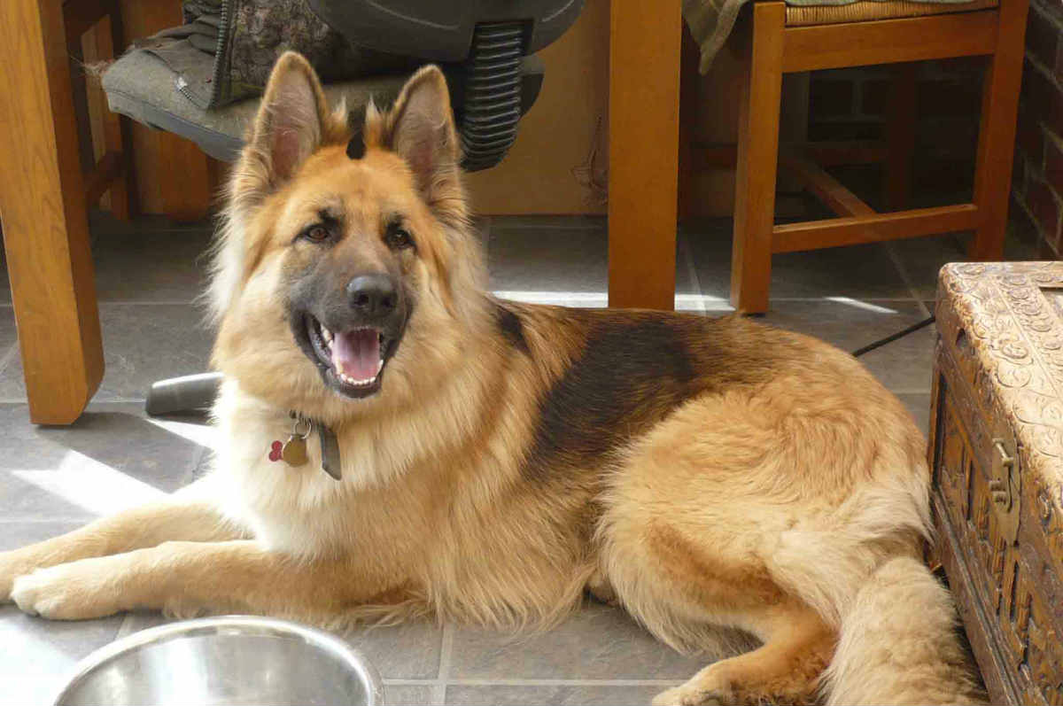 german shepherd in apartment