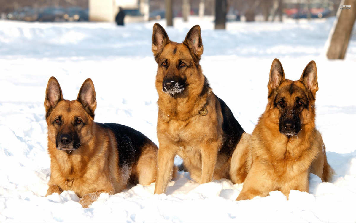 german shepherd in snow