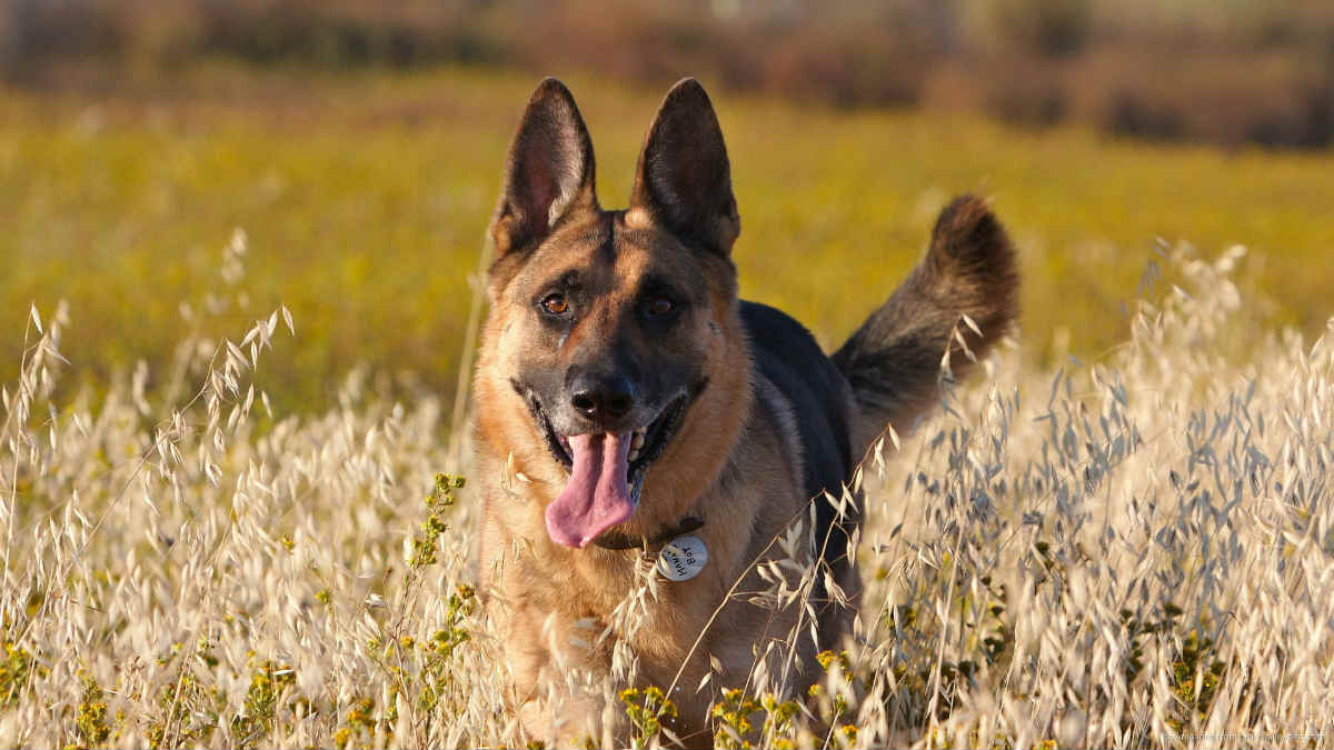 german shepherd is happy