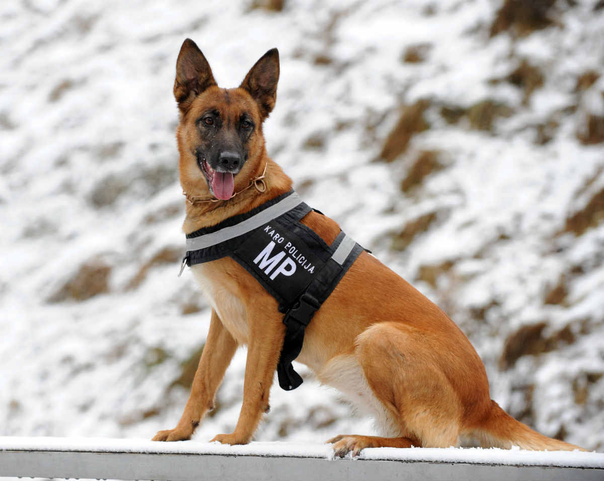 german shepherd and k9