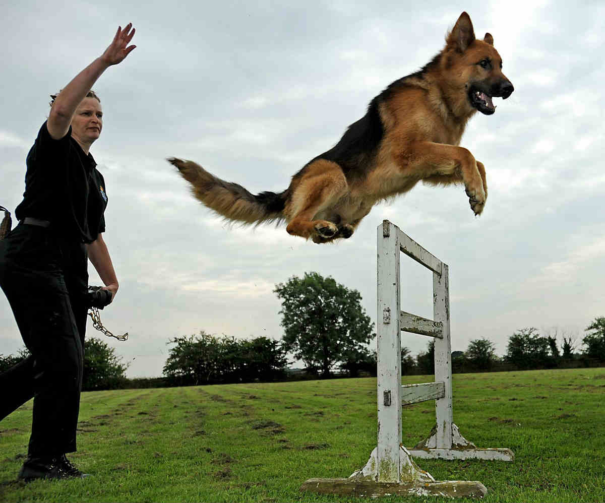 German hot sale shepherd training