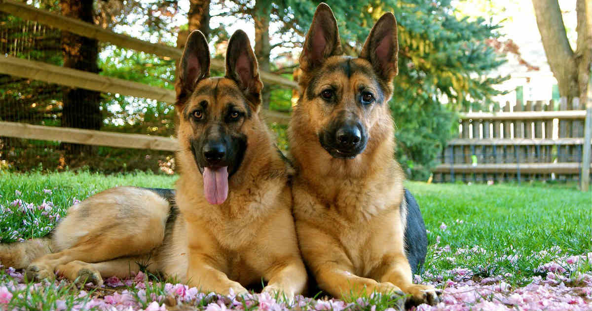 alsatian dog