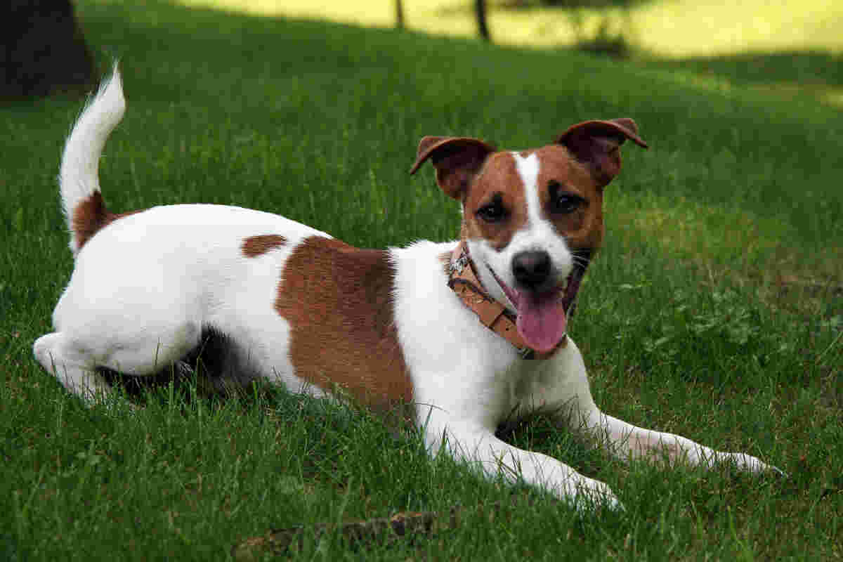 jack russell terrier