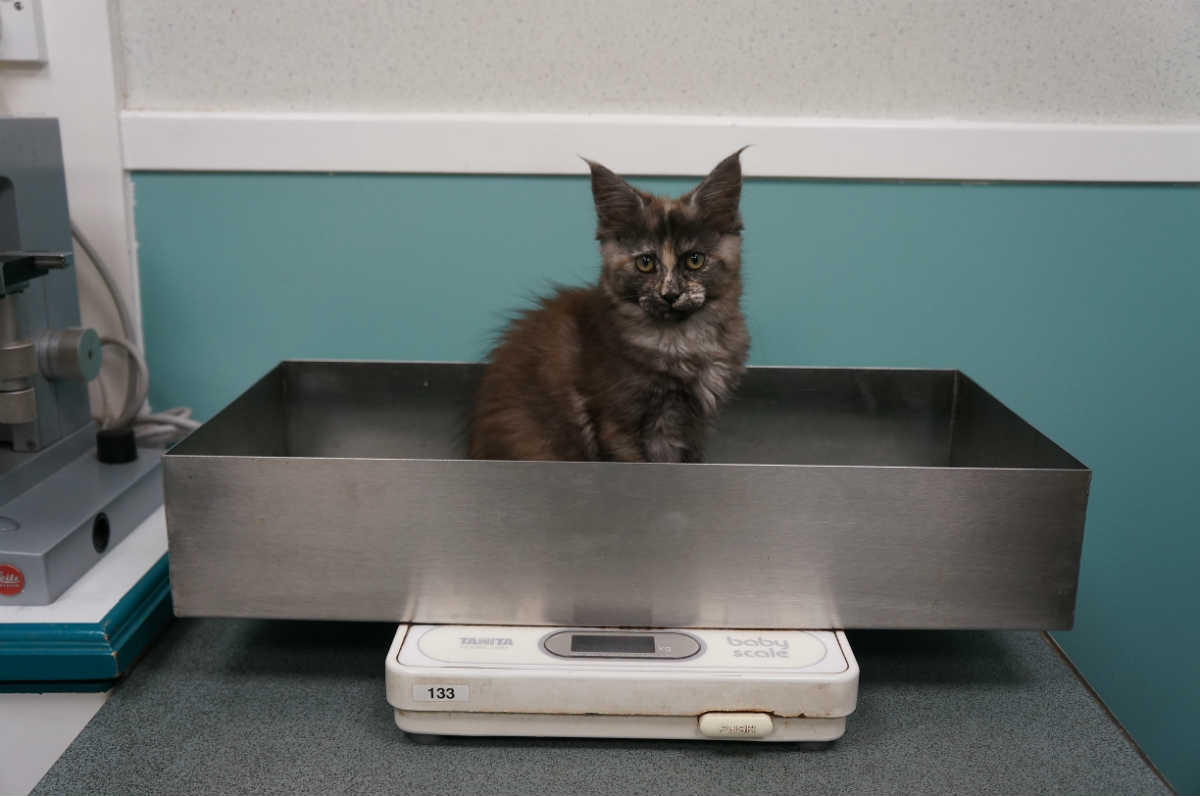 kitten on scales