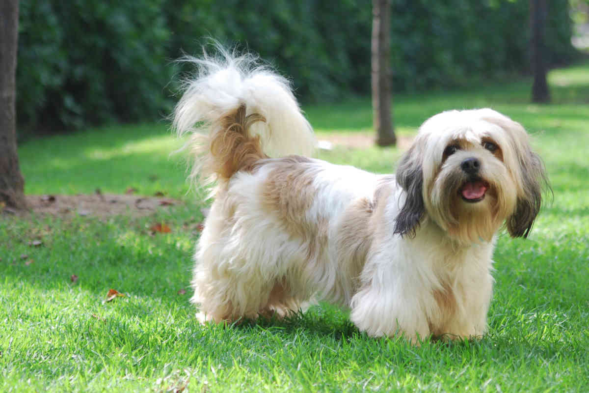 small tibetan dog breed