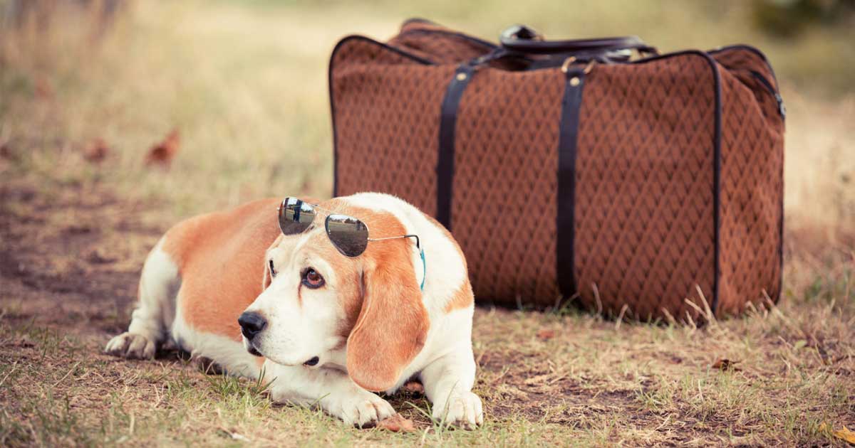 cat and dog boarding kennels