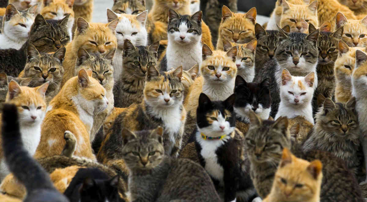 many cats