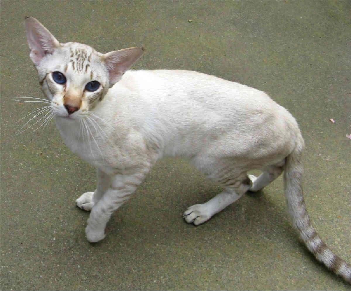 oriental shorthair2