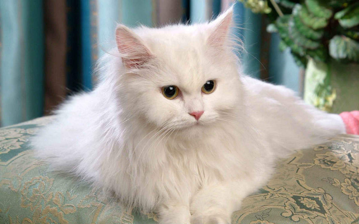 Top 10 Cat Breeds That Live The Longest