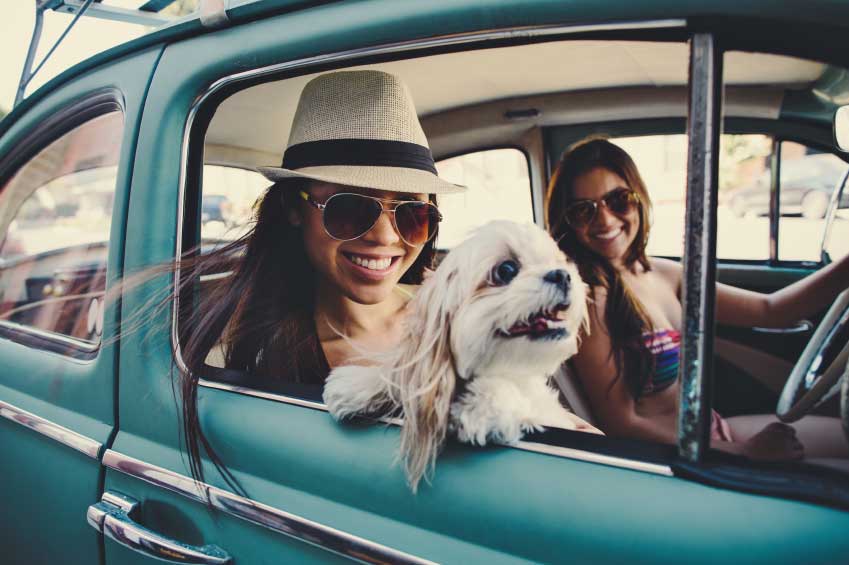 Travel with your pet