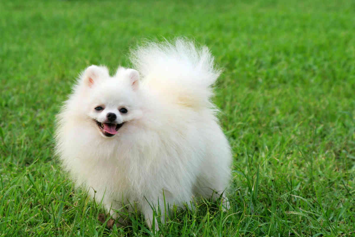 Top 10 Dog Breeds That Live The Longest   Pomeranian 