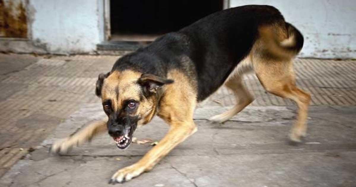 rabies-what-you-need-to-know-to-prevent-it-turning-your-pet-mad