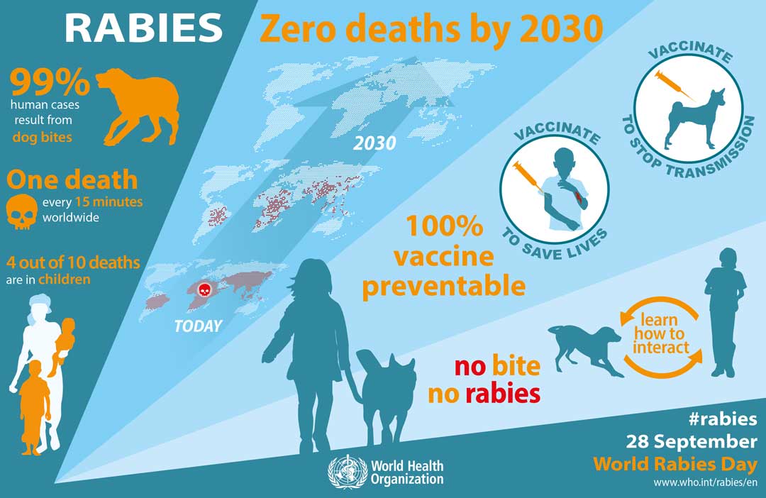 Rabies fact infographic
