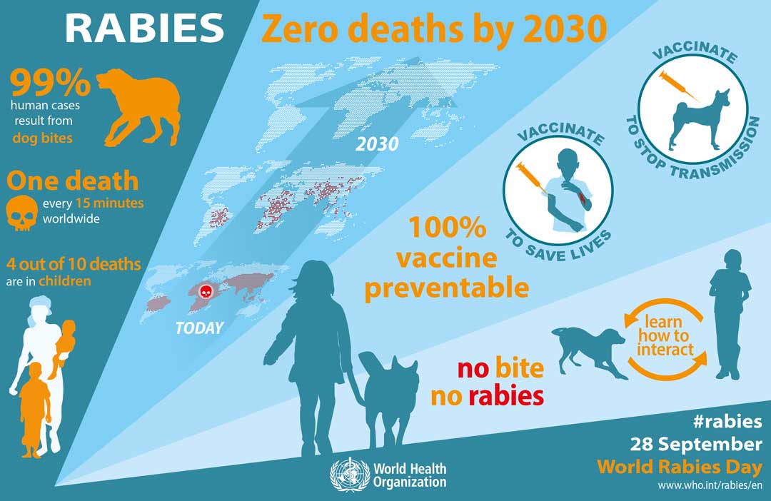 how long does it take to show signs of rabies in a dog