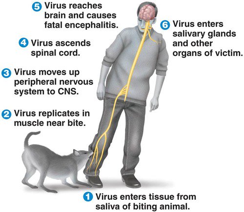 what causes a dog to have rabies