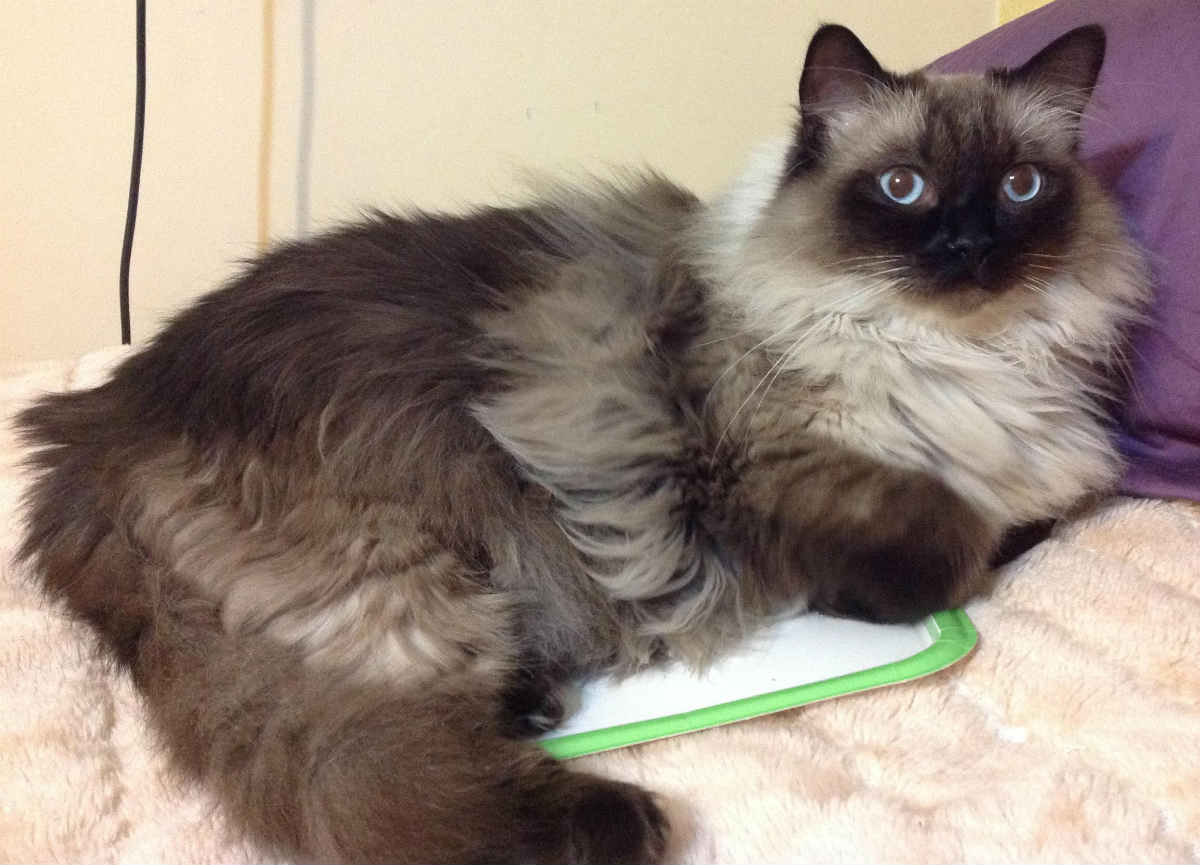 persian cross ragdoll