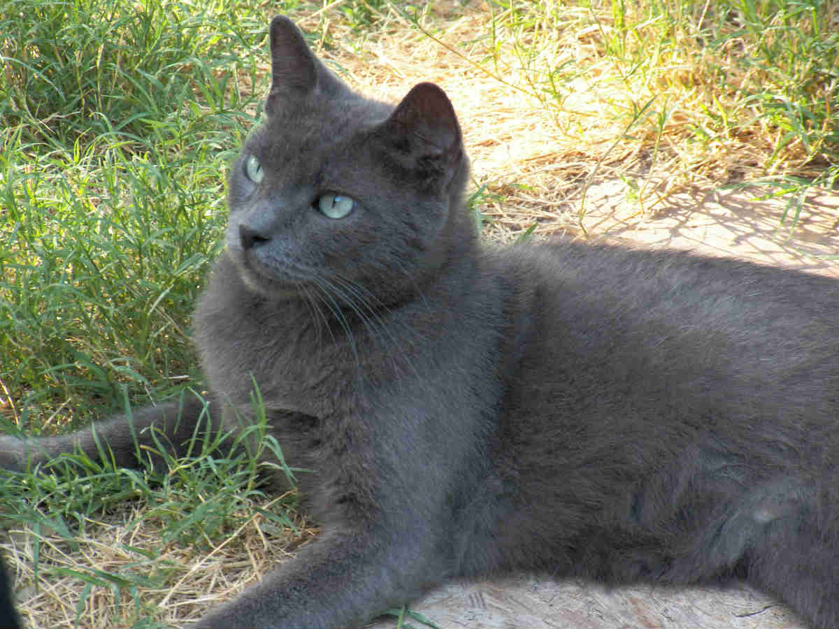 russian blue cat2