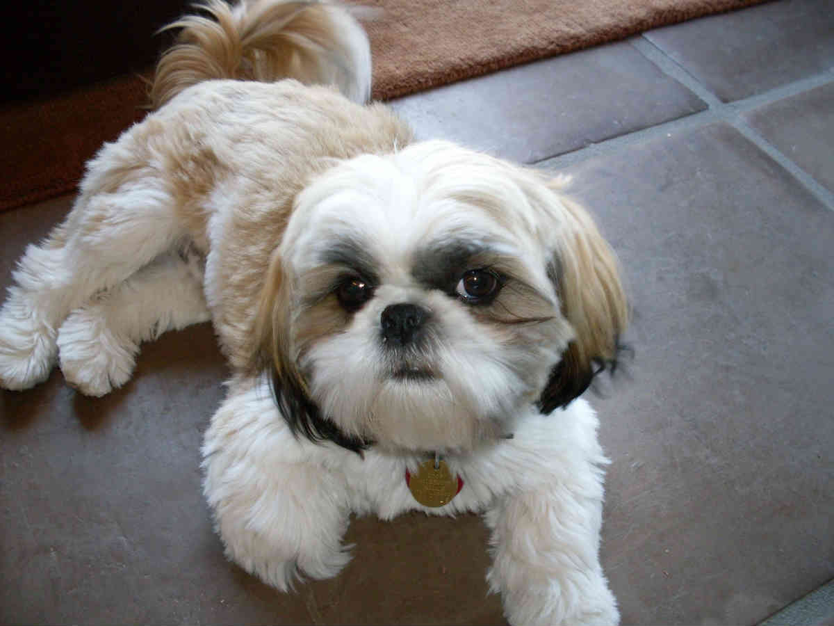 oldest living shih tzu