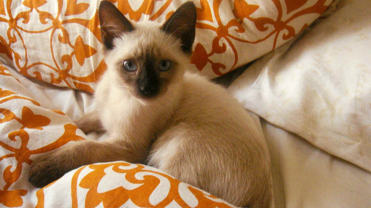 15 Small Cat Breeds That Are Kittens for Life