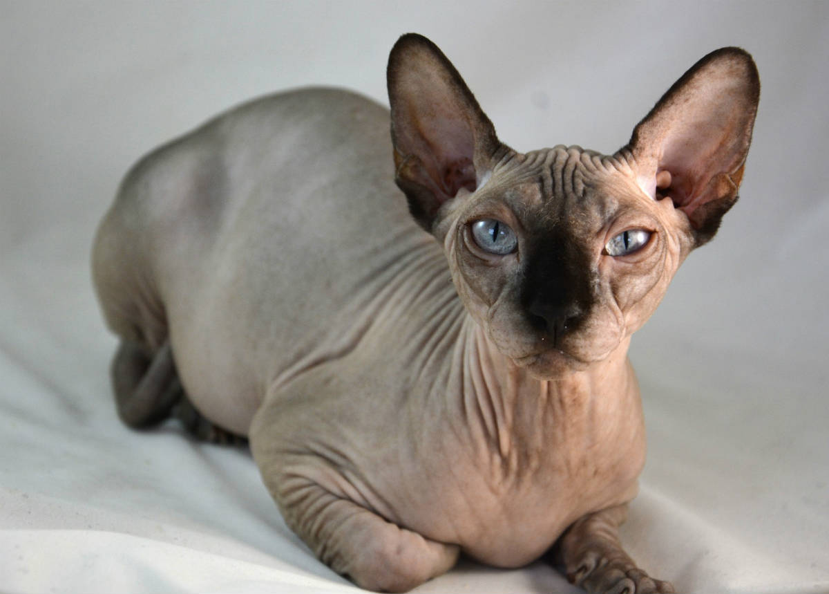 Names For Sphynx Cats Male - 19 Discover beautiful designs and decorating