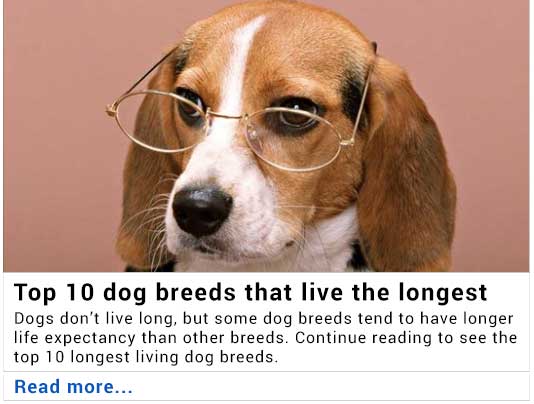 Longest deals living beagle