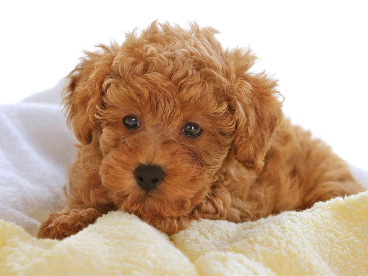 toy poodle care