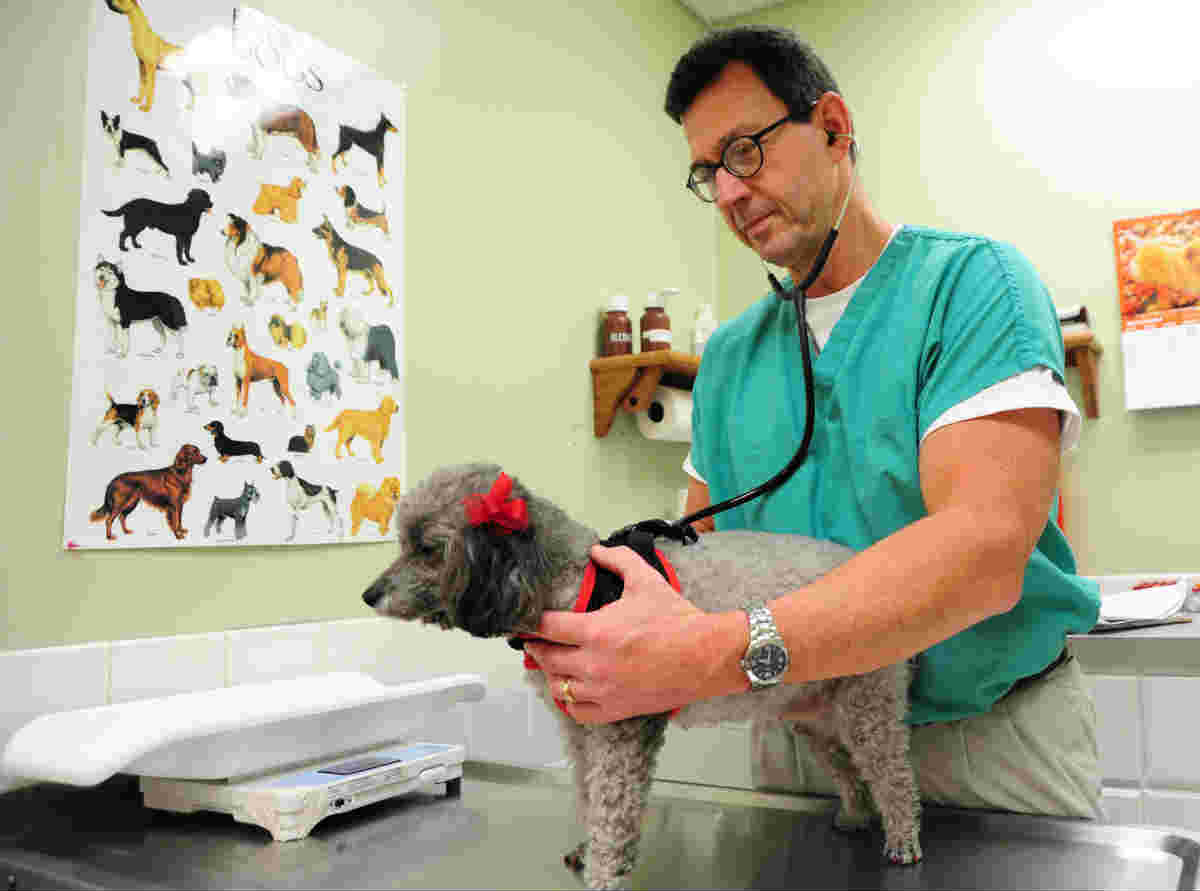 how soon can a vet tell if a dog is pregnant