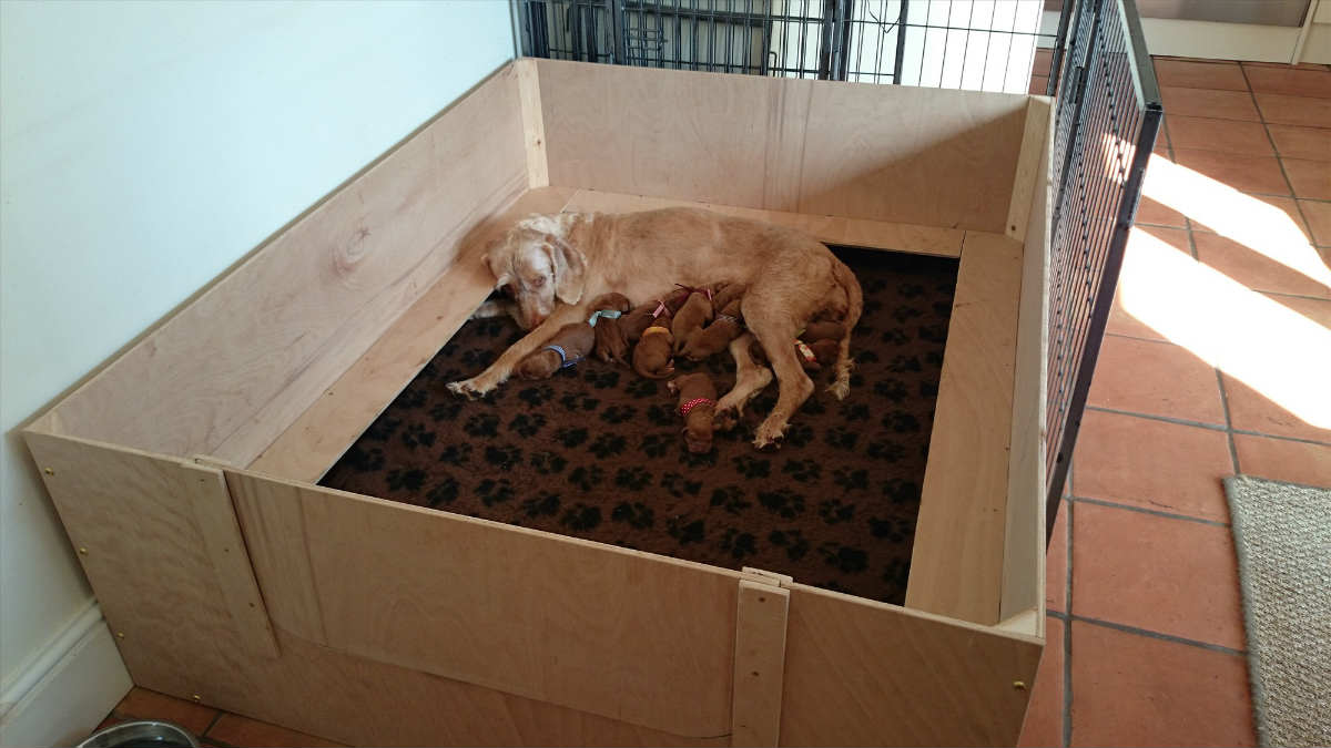 whelping box