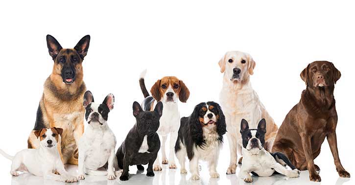 Best Dog Breeds