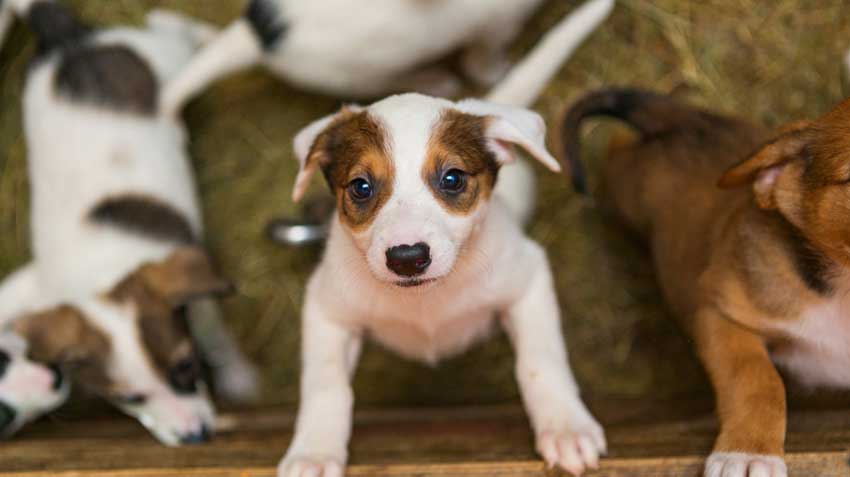 Top things to know before adopting a dog, cat or other pets