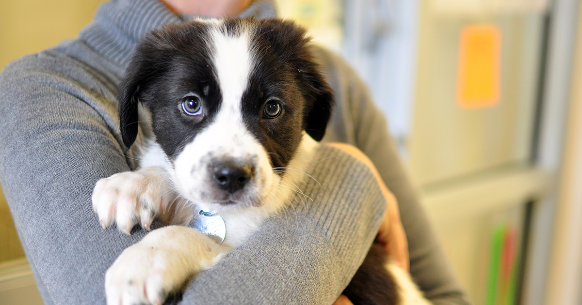 puppy adoption centers near me