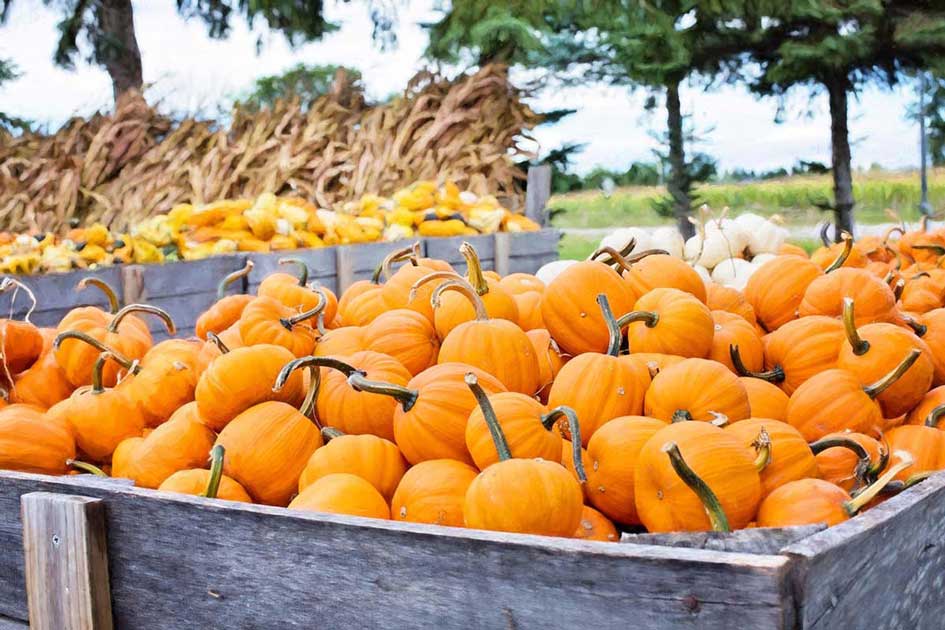 barrel of pumpkin