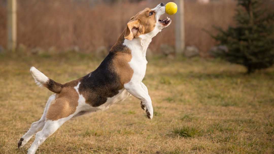 beagle fetch