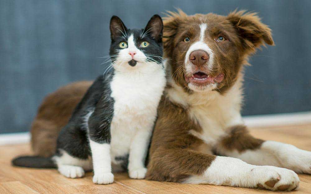 cat and dog