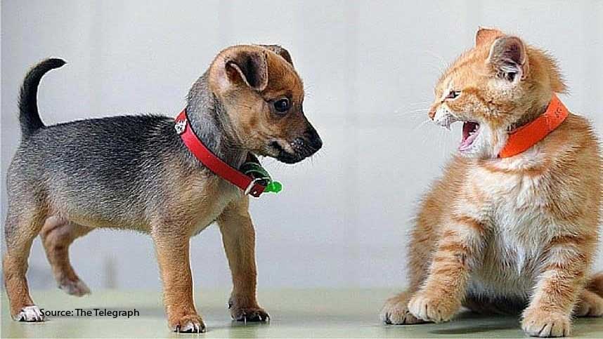 The Pros and Cons of Cats and Dogs