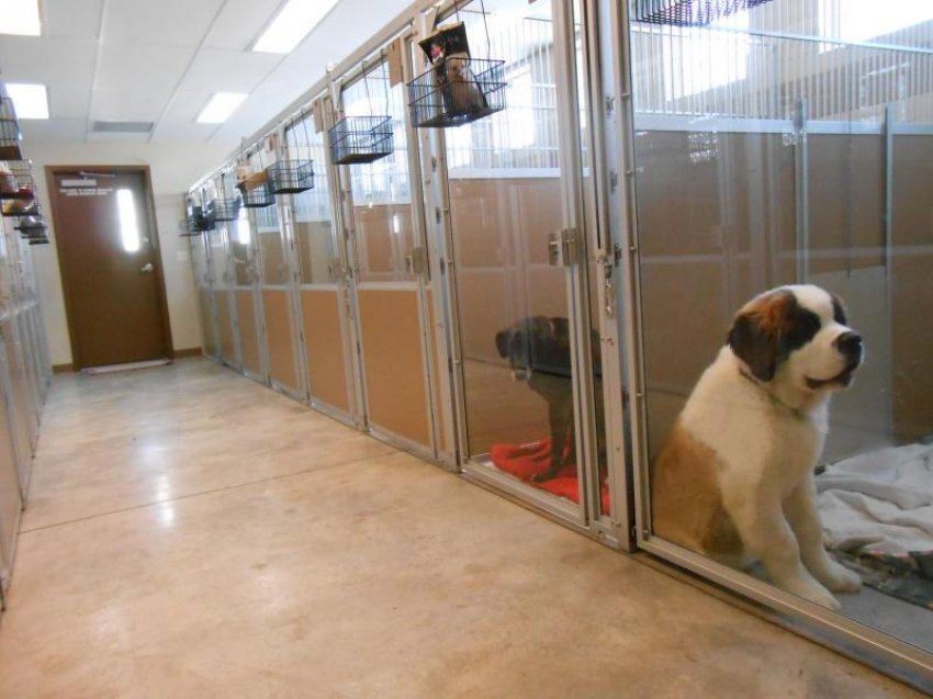 cat boarding kennels