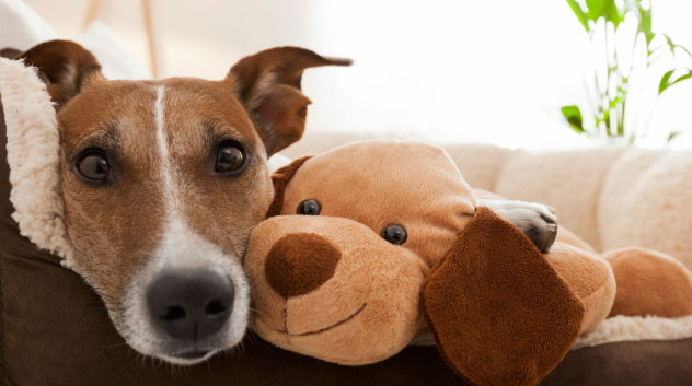 Top things to know before adopting a dog, cat or other pets