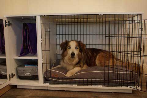 dog crate