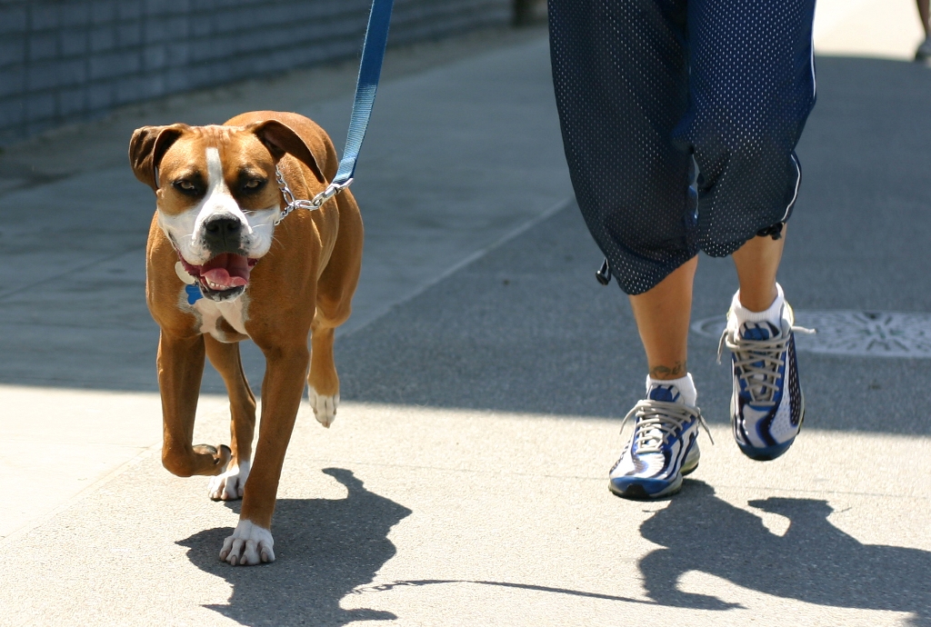 Dog Jogging