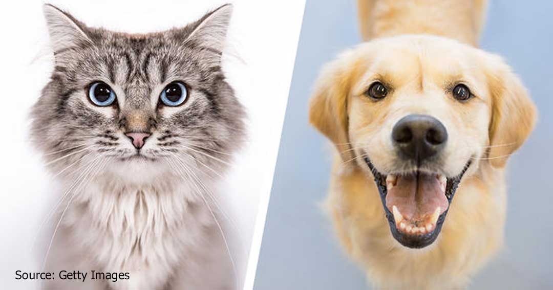 Everything You Need to Know About Getting a Cat and Dog
