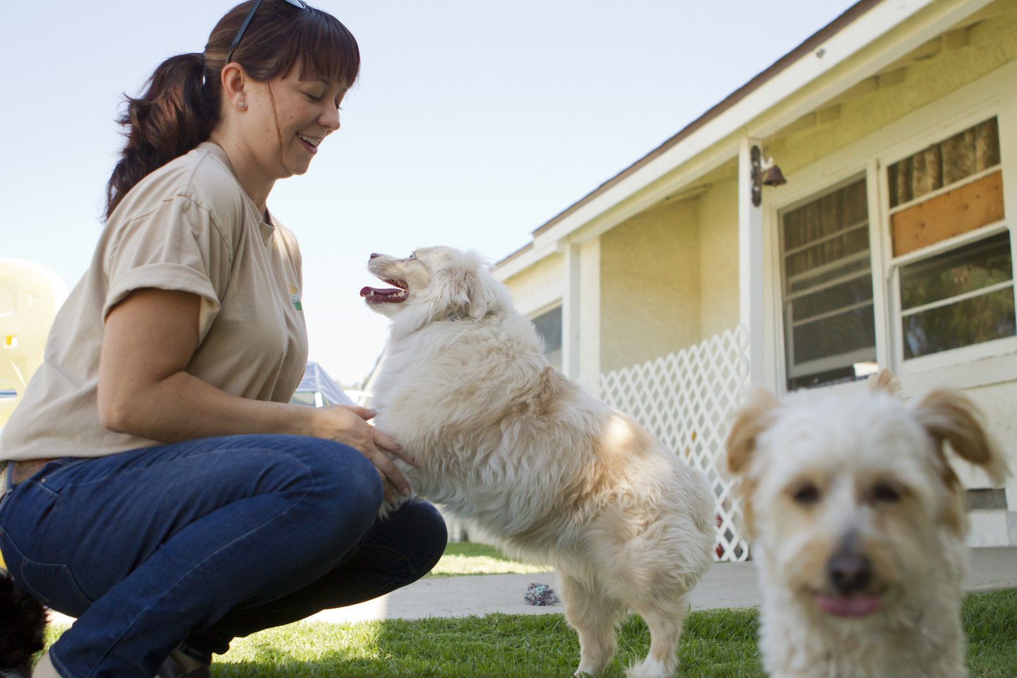 Pet sitting vs pet boarding- the best 