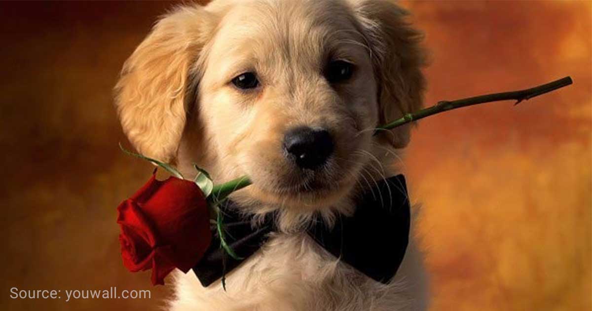 Puppy love: How to spend this Valentine's day with your dog